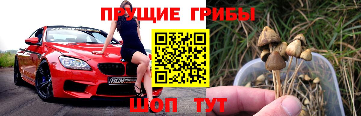 Псилоцибиновые грибы Cubensis Сертолово